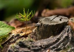 Wildnis entsteht