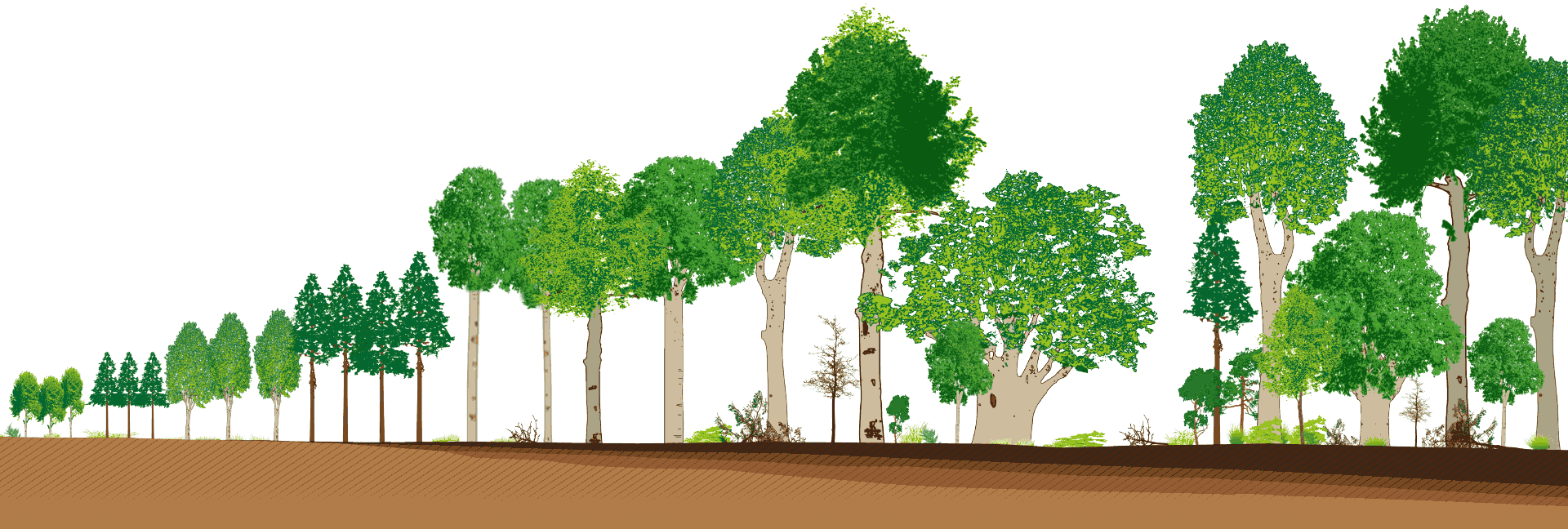 wald