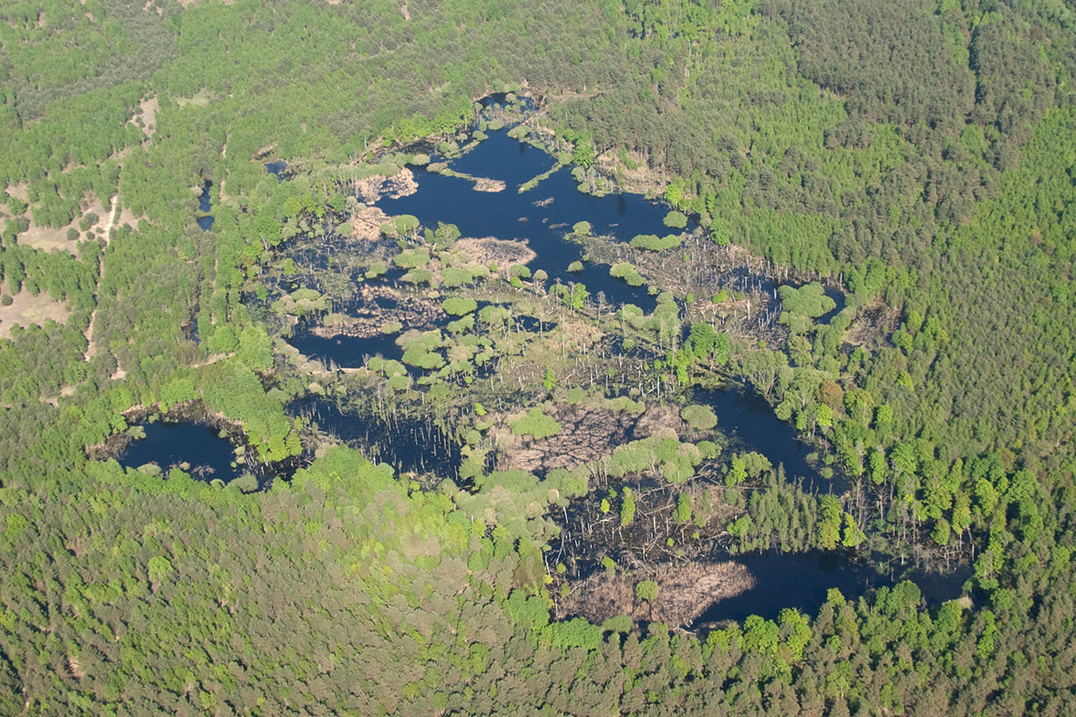 Stiftungsfläche Jüterbog vom Truppenübungsplatz zum Urwald