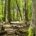 Alte Buchenwälder im UNESCO Weltnaturerbe im Müritz Nationalopark