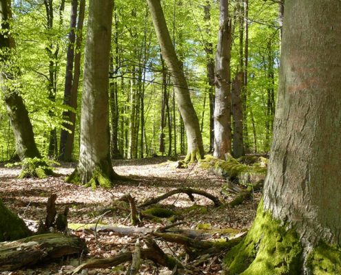 Alte Buchenwälder im UNESCO Weltnaturerbe im Müritz Nationalopark
