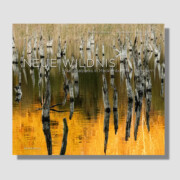 Neue Wildnis