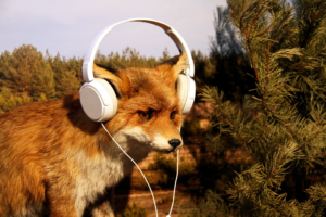 Fuchs mit Kopfhörern