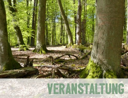 Alte Buchenwälder im UNESCO Weltnaturerbe im Müritz Nationalopark