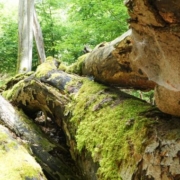 Totholz im Nationalpark Kellerwald Edersee