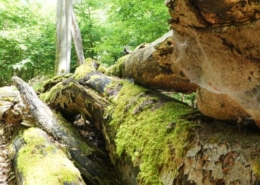 Totholz im Nationalpark Kellerwald Edersee