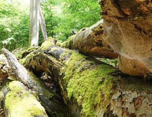 Totholz im Nationalpark Kellerwald Edersee