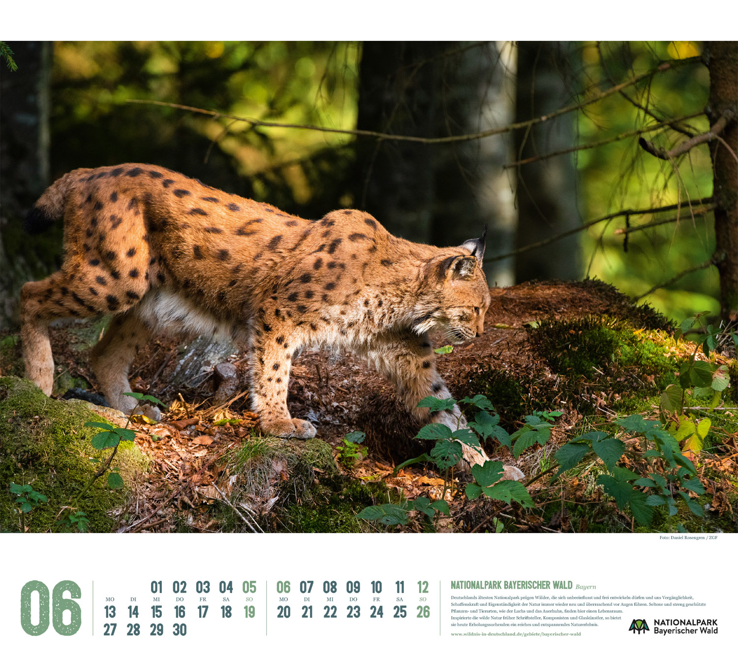 Kalender 2022 "Wildes Deutschland": Bayerischer Wald