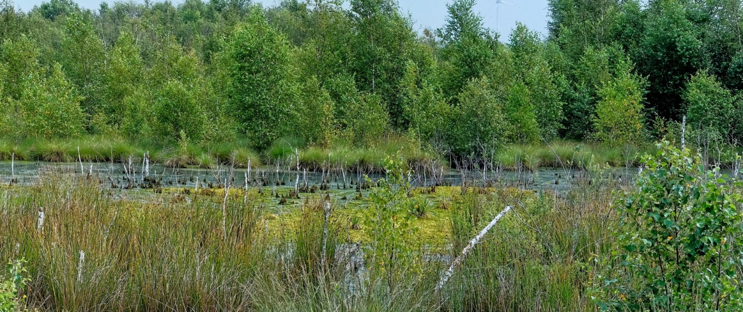 Aschhorner Moor © Deutsche Wildtier Stiftung