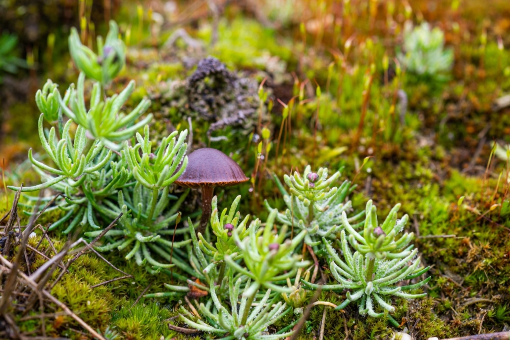 Pilz und Moos im brandenburgischen Wildnisgebiet Jüterbog