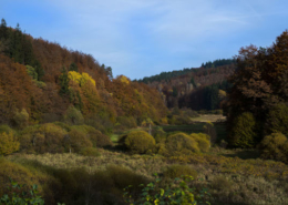 Wald im Hafenlohrtal in Bayern
