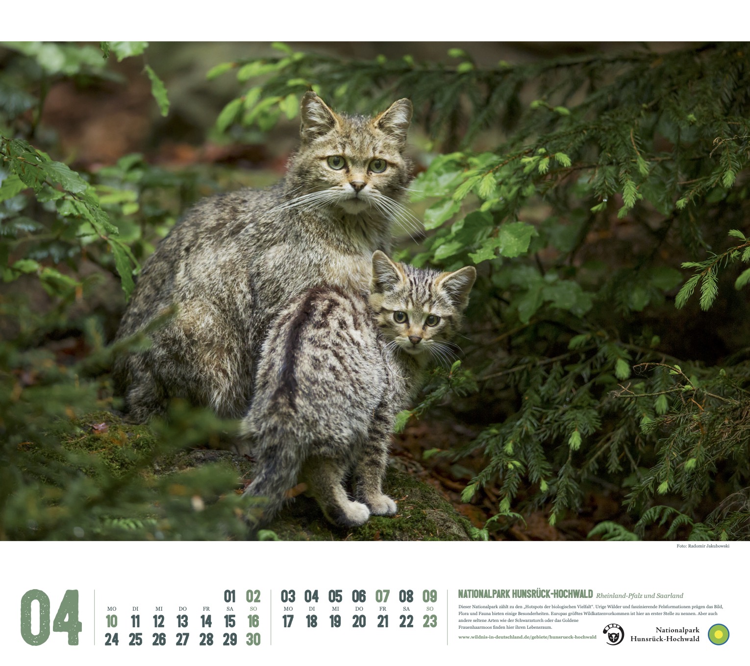 Kalender 2023 "Wildes Deutschland": Nationalpark Hunsrück-Hochwald