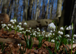 Märzenbecher läuten alljährlich den Frühling ein
