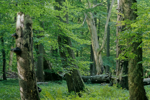 Urwaldartige Waldbestände im Nationalpark Hainich