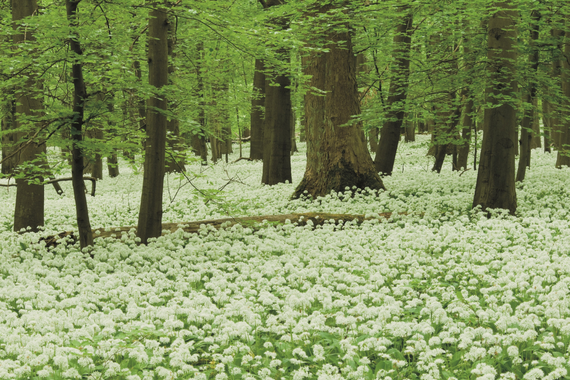 Weißer Bärlauchblüten-Teppich im Nationalpark Hainich