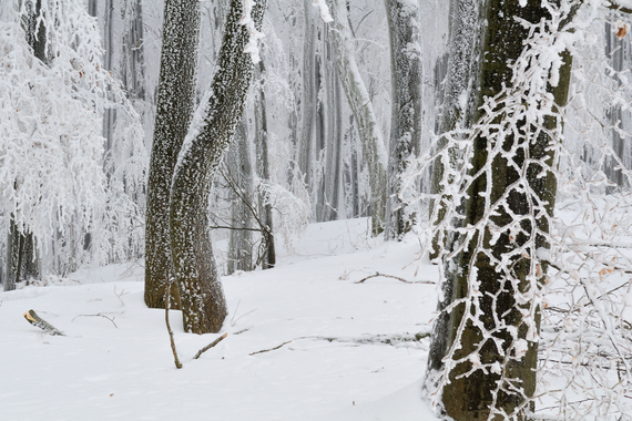 Auch im Winter einen Besuch wert: Wintermärchenwald Hainich