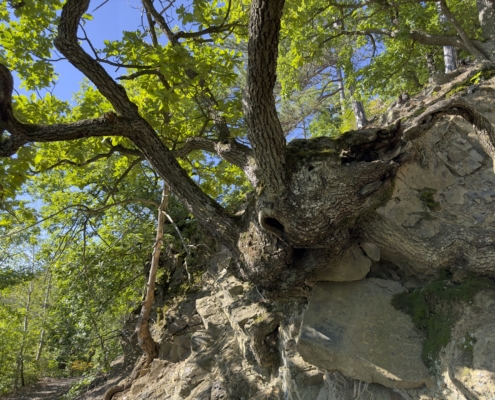 Eine alte Eiche im Nationalpark Kellerwald-Edersee