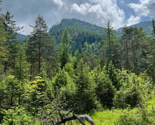 Wald im Klausbachtal, Nationalpark Berchtesgaden