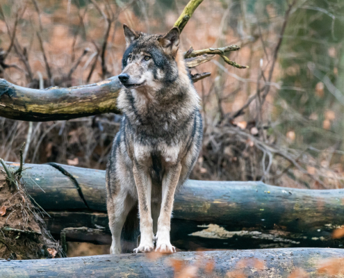 Wolf in der Wildnis in Brandenburg