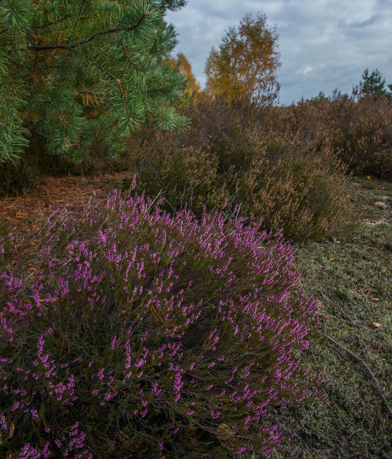 Heide in Lieberose © Daniel Rosengren/FZS