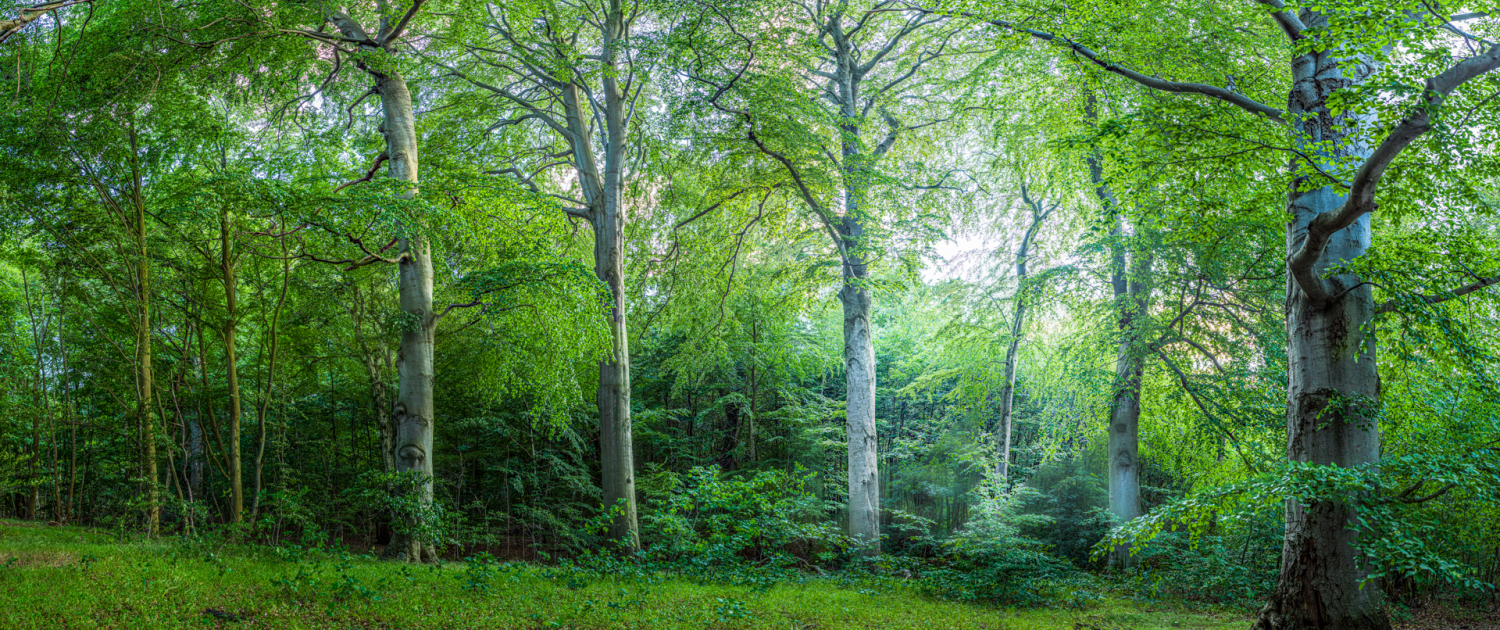 Wald auf Insel Vilm © Stefan Schwill