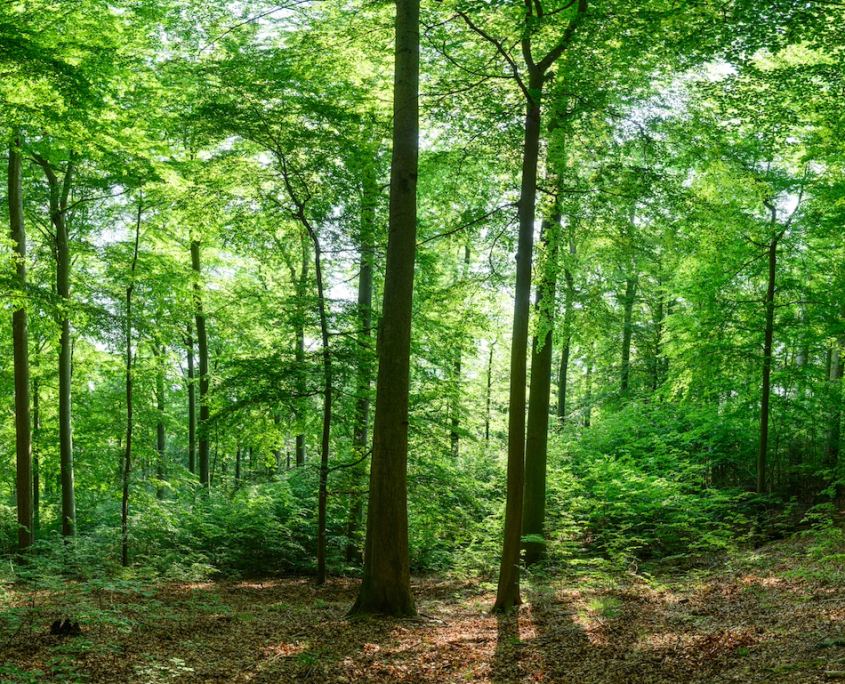 Ein Wald im Harz