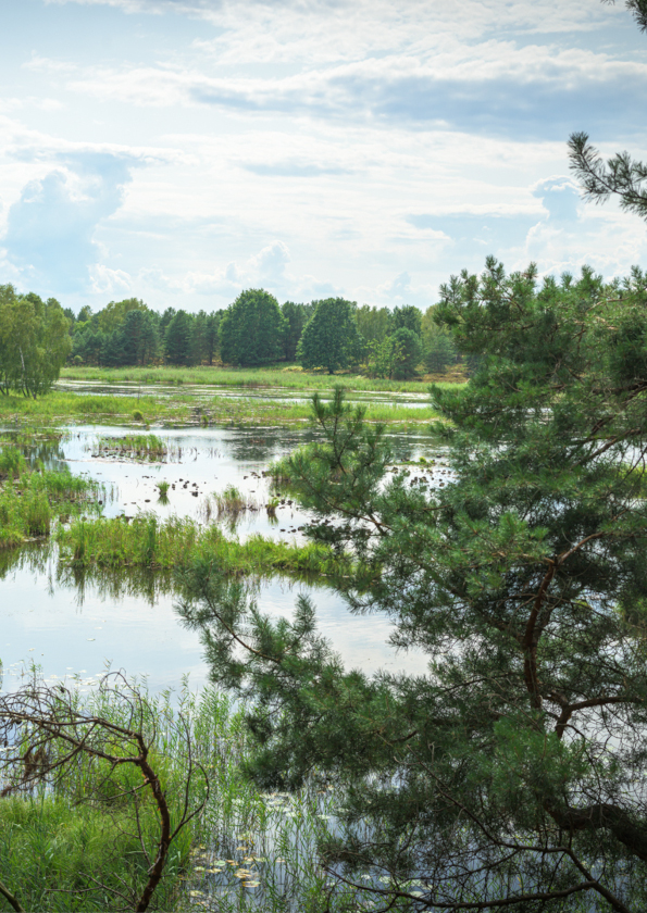 Tangersdorfer Heide © Stefan Schwill