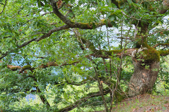 Kellerwald-Edersee © Claudia Weigel