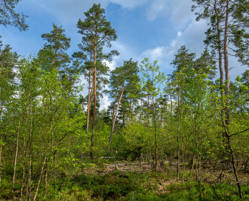 Stieleichen-Birken-Kiefernwald im Daubaner Wald © Dirk Weis/BR OHT