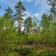 Stieleichen-Birken-Kiefernwald im Daubaner Wald © Dirk Weis/BR OHT