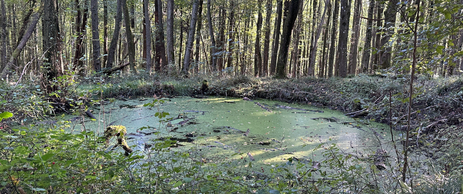 Urwald vor den Toren der Stadt © Claudia Weigel