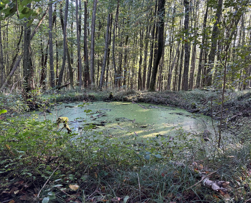 Urwald vor den Toren der Stadt © Claudia Weigel