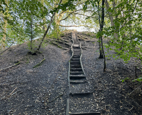 Urwald vor den Toren der Stadt © Claudia Weigel