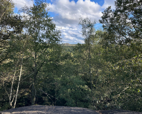 Urwald vor den Toren der Stadt © Claudia Weigel