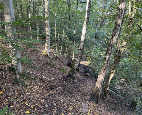 Urwald vor den Toren der Stadt © Claudia Weigel