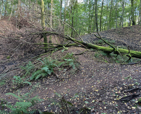 Urwald vor den Toren der Stadt © Claudia Weigel