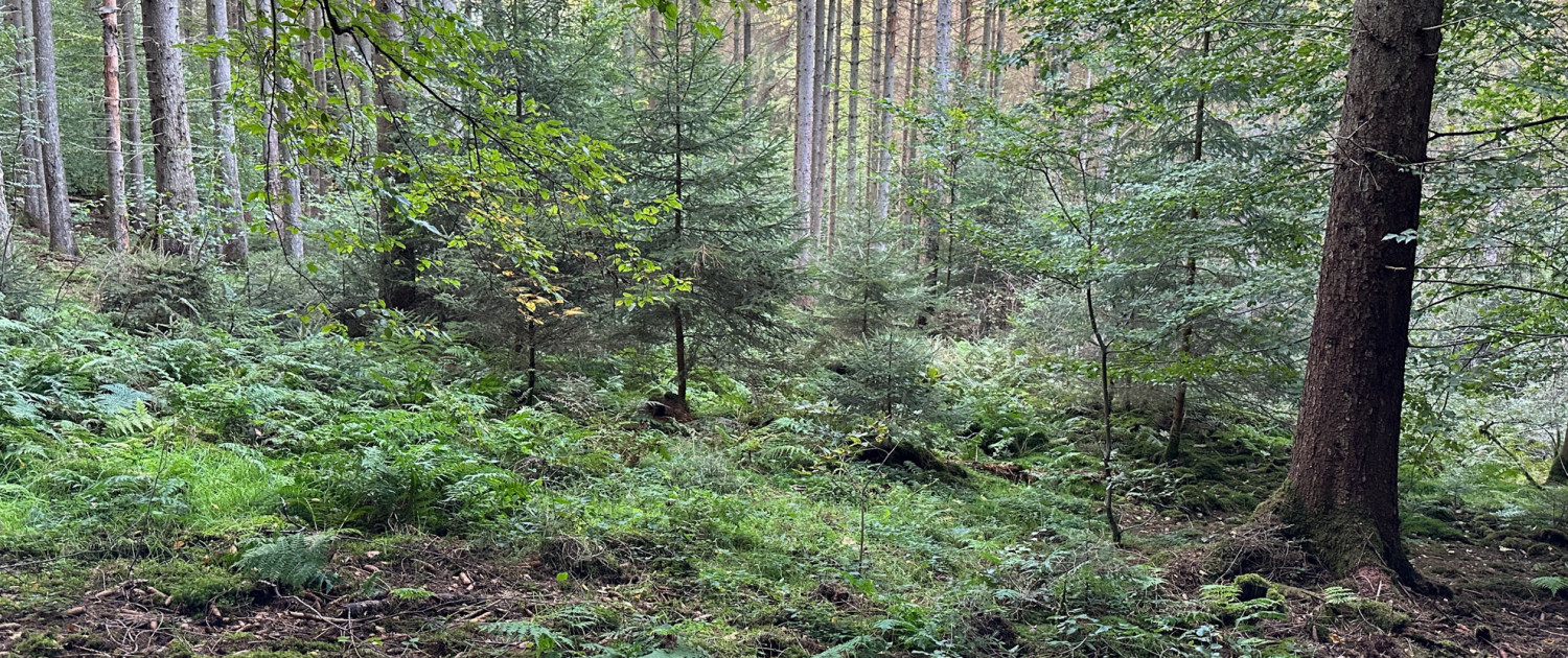 Urwald vor den Toren der Stadt © Claudia Weigel