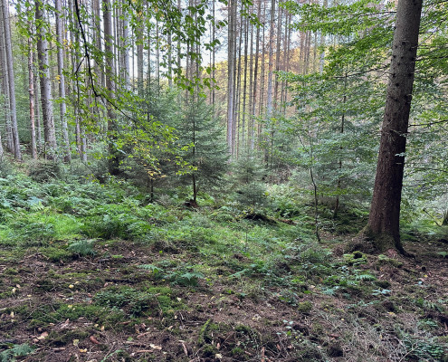 Urwald vor den Toren der Stadt © Claudia Weigel