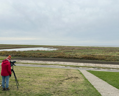 Vogelbeobachtung am Pilsumer Leuchtturm © Claudia Weigel