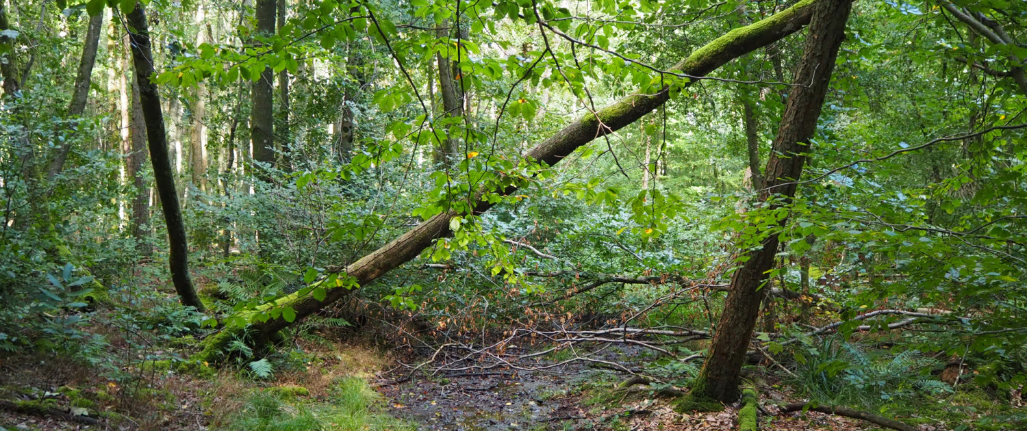 Urwald vor den Toren der Stadt © Claudia Weigel