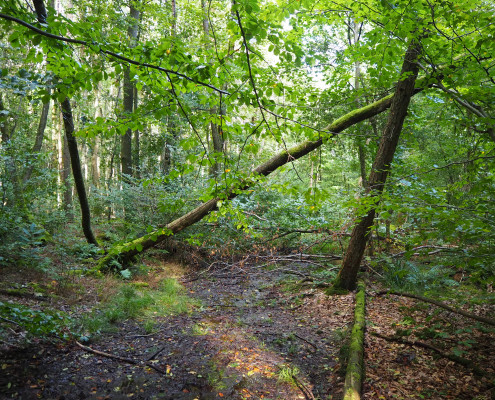 Urwald vor den Toren der Stadt © Claudia Weigel