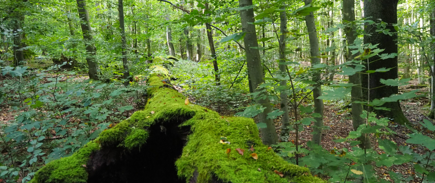 Urwald vor den Toren der Stadt © Claudia Weigel