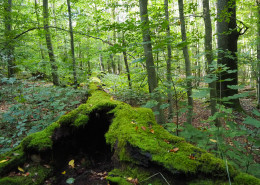 Urwald vor den Toren der Stadt © Claudia Weigel