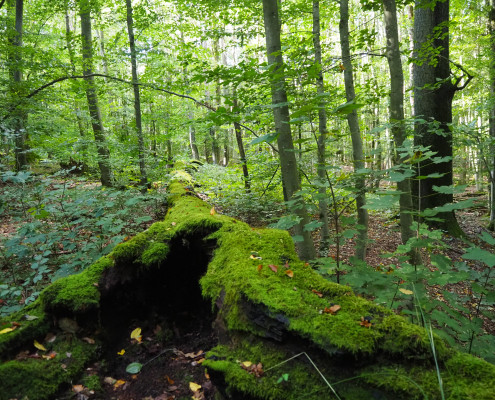 Urwald vor den Toren der Stadt © Claudia Weigel