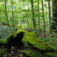 Urwald vor den Toren der Stadt © Claudia Weigel