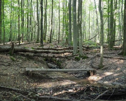 Urwald vor den Toren der Stadt © Claudia Weigel