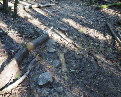 Urwald vor den Toren der Stadt © Claudia Weigel