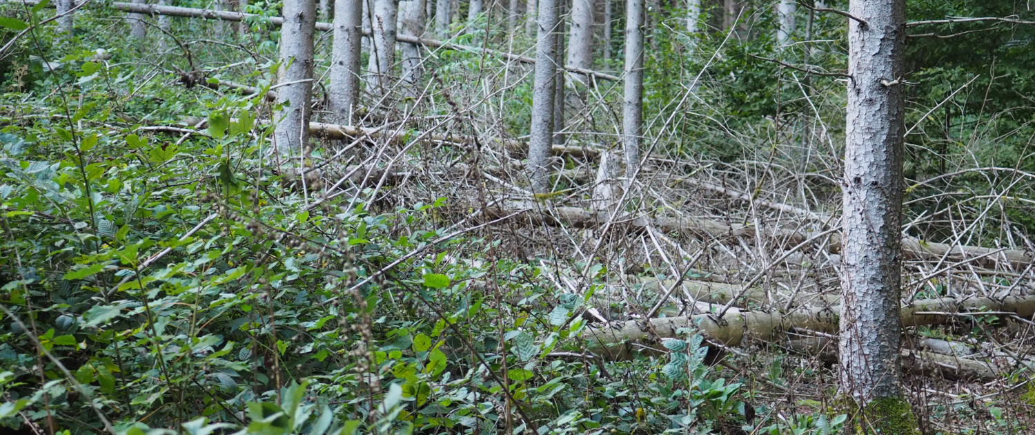 Urwald vor den Toren der Stadt © Claudia Weigel