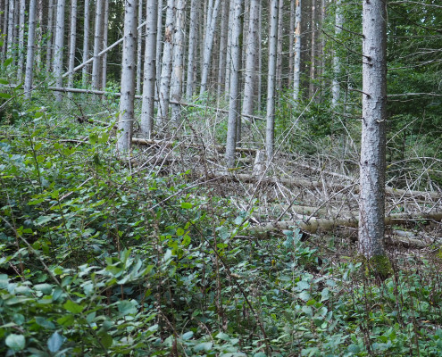 Urwald vor den Toren der Stadt © Claudia Weigel