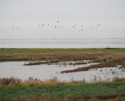 Salzwiese mit Zugvögeln © Claudia Weigel